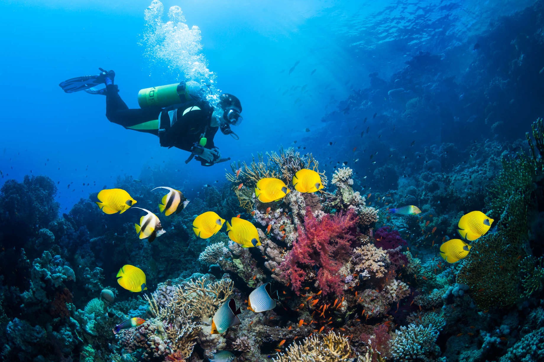 A scuba diver explores a vibrant coral reef teeming with colorful fish in Nha Trang, Vietnam.