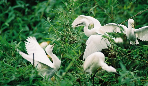 Bang Lang Stork Garden