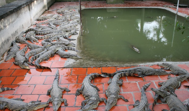 Long Xuyen crocodile farm