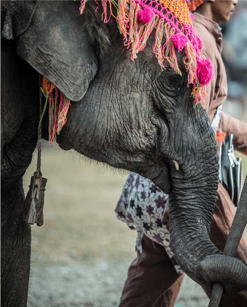Elephant Festival Xayaboury