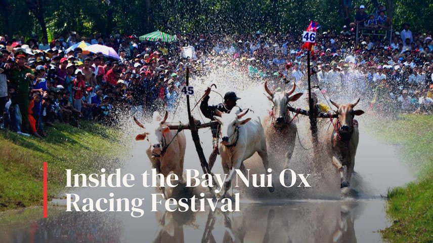 Mud, Muscle, and Memory: Inside the Bay Nui Ox Racing Festival